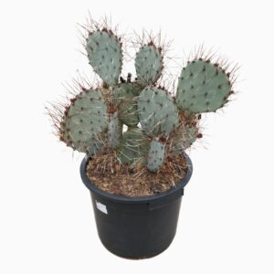 Opuntia Opuntia macrocentra 35 cm
(1 Plants/Order)(35cmP 70cmH)