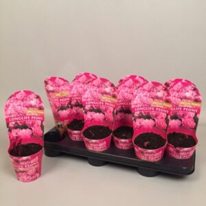 Paeonia Paeonia 11CM pink Longlife
(12 Plants/Order)(11cmP 28cmH)