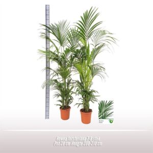 Howea forsteriana Howea forsteriana
(1 Plants/Order)(28cmP 210cmH)
