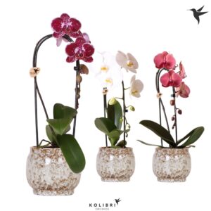 Phalaenopsis Elegant Cascade Kolibri Orchids Phalaenopsis Cascade Niagara Fall mix 1 spikee in Safari Pot
(3 Plants/Order)(12cmP 50cmH)