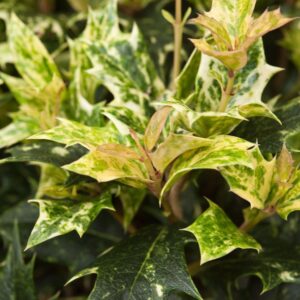 Osmanthus Goshiki Osmanthus het. ‘Goshiki’
(1 Plants/Order)(19cmP 20cmH)