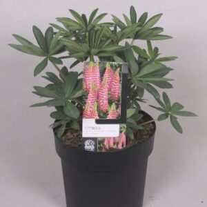 Lupinus Lupinus 'West Country' Rachel de Thame - 23 cm
(1 Plants/Order)(23cmP 80cmH)