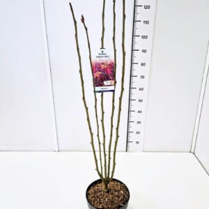 Sorbus aucuparia Sorbus 'Autumn Spire' 60-80C7
(1 Plants/Order)(25cmP 80cmH)