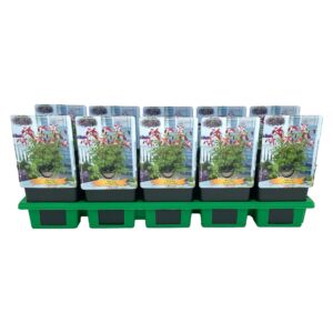 Aquilegia Crimson Star Aquilegia 'Crimson Star' P11
(10 Plants/Order)(11cmP 25cmH)