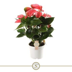 Anthurium Pink Champion Pink Champion 17cm
(1 Plants/Order)(17cmP 60cmH)