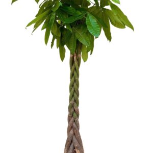 Pachira aquatica Pachira aquatica P40 H220
(1 Plants/Order)(40cmP 220cmH)