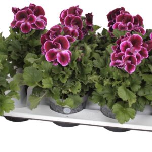 Pelargonium Pelargonium Grandifloru Pelg. Bella Donna purple 12cm
(8 Plants/Order)(12cmP 28cmH)