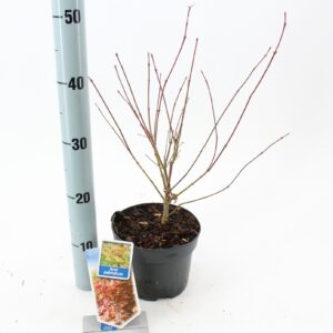 Acer palmatum Acer palmatum
(1 Plants/Order)(17cmP 40cmH)