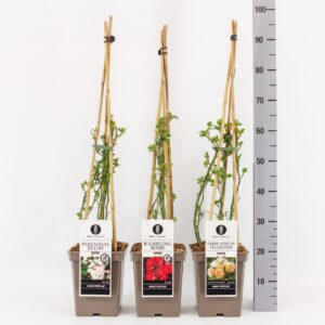 Rosa pink Classics Rambler mix, C5, 4 stok 90cm
(1 Plants/Order)(23cmP 70cmH)