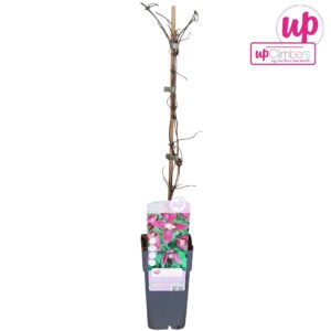 Clematis alpina Clematis Alpina Ruby P15
(10 Plants/Order)(15cmP 65cmH)