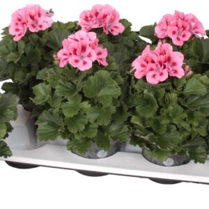 Pelargonium Pelargonium Grandifloru Pelg. Don Flamingo 12cm
(8 Plants/Order)(12cmP 28cmH)