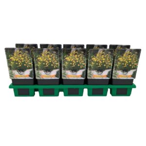 Coreopsis verticillata Zagreb Coreopsis verticillata ‘Zagreb’ P11
(10 Plants/Order)(11cmP 25cmH)