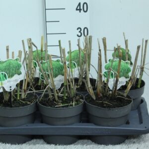 Miscanthus x giganteus Miscanthus x giganteus P17
(6 Plants/Order)(17cmP 25cmH)