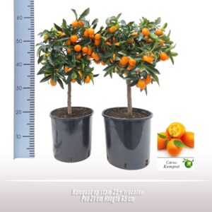Fortunella margarita Kumquat op stam
(1 Plants/Order)(21cmP 65cmH)