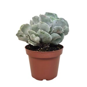 Cotyledon undulata Cotyledon undulata 13 cm
(6 Plants/Order)(13cmP 15cmH)