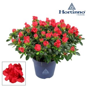 Rhododendron Hortinno Yankadi Scarl Hortinno® Home 'Yankadi Scarlata' 25 - 27 cm
(8 Plants/Order)(13cmP 25cmH)