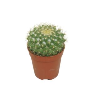 Mammillaria Mammillaria marksiana 5,5 cm
(20 Plants/Order)(5.5cmP 8cmH)