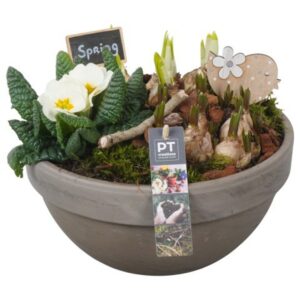 Arrangementen PTBM3879 Arrangement Flower Bulbs mix in terracotta schaal
(1 Plants/Order)(26cmP 23cmH)