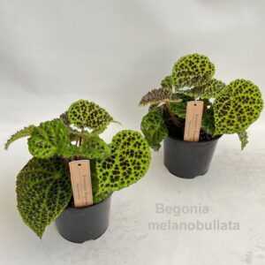 Begonia Begonia melanobullata 14cm [Dinosaur Begonia] not B. ferox!
(8 Plants/Order)(14cmP 22cmH)