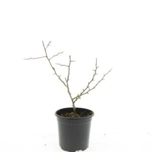 Chaenomeles x superba Crimson and Chaenomeles sup. 'Crimson and Gold'
(8 Plants/Order)(14cmP 10cmH)