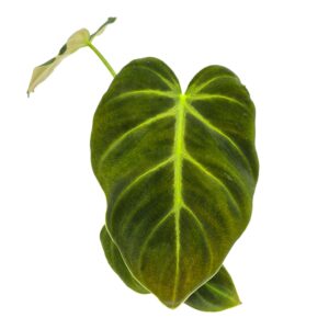 Philodendron Philodendron luxurians
(5 Plants/Order)(9cmP 25cmH)