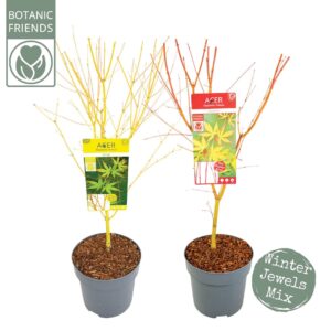 Acer palmatum Acer palm. 'Winter Jewels' mix
(1 Plants/Order)(24cmP 130cmH)