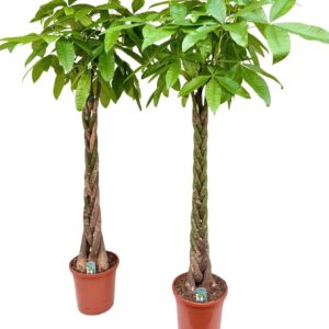 Pachira aquatica Pachira aquatica P31 H200
(1 Plants/Order)(31cmP 200cmH)