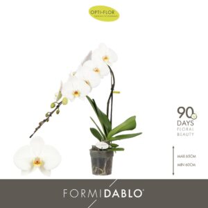 Phalaenopsis white more Ripsen Formidablo Niagara Falls
(3 Plants/Order)(12cmP 60cmH)