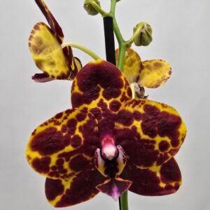 Phalaenopsis other Limited 23 Week 9
(10 Plants/Order)(12cmP 65cmH)