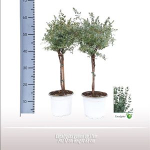 Eucalyptus gunnii Eucalyptus gunnii op stam
(6 Plants/Order)(17cmP 65cmH)