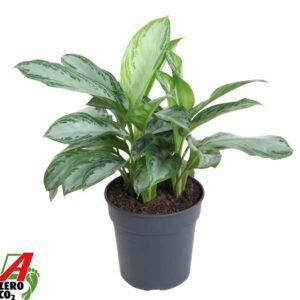 Aglaonema Silver Bay Aglaonema Silver Bay
(1 Plants/Order)(24cmP 60cmH)