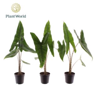 Alocasia zebrina
(16 Plants/Order)(7cmP 30cmH)