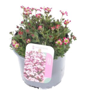 Saxifraga Marto Pico Saxifraga Arendsii Marto Picotee Re
(8 Plants/Order)(13cmP 20cmH)