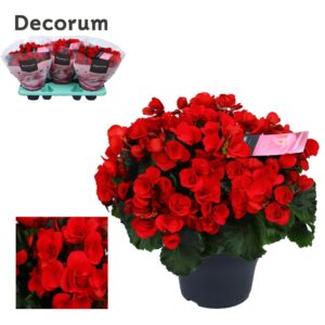 Begonia Betulia Red Begonia ''betulia'' red Decorum
(3 Plants/Order)(19cmP 35cmH)