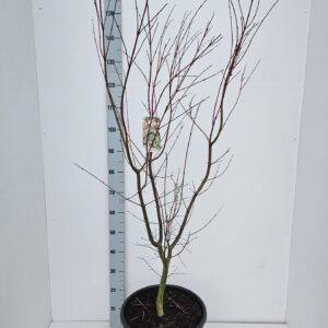Acer palmatum Acer palmatum 'Oridono-nishiki'
(1 Plants/Order)(36cmP 140cmH)