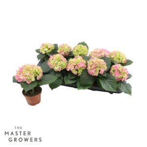 Hydrangea Rosa Hydrangea macr. 9cm pink 1 kopper
(12 Plants/Order)(9cmP 15cmH)