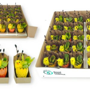 Arrangement Easter Paas-Dobbeltje DeLuxe
(30 Plants/Order)(4cmP cmH)