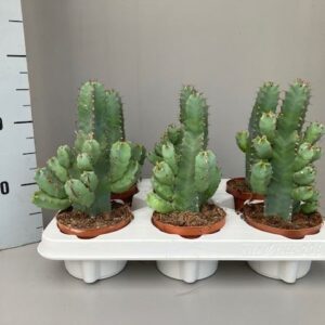 Euphorbia resinifera Euphorbia resinifera
(8 Plants/Order)(11cmP 20cmH)