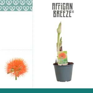 Scadoxus Scadoxus multiflorus
(7 Plants/Order)(14cmP 50cmH)