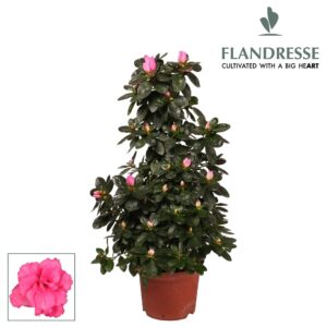 Rhododendron Azalea Flandresse® piramide 'roze' 65 cm
(6 Plants/Order)(17cmP 65cmH)
