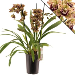 Cymbidium Magic Vogel Magic vogel 3 spike
(8 Plants/Order)(14cmP 80cmH)
