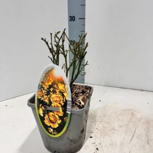 Rosa Spelarosa Amber Nectar Rosa (PA) 'Amber Nectar' ®
(8 Plants/Order)(14cmP 10cmH)