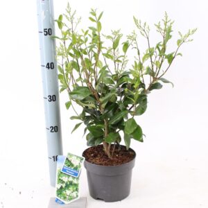 Ligustrum japonicum Ligustrum jap. 'Texanum'
(1 Plants/Order)(17cmP 35cmH)