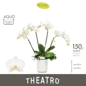 Phalaenopsis white more Ripsen Theatro Jazz 4 spike in Molise White Aquo
(8 Plants/Order)(12cmP 60cmH)