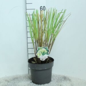 Cortaderia selloana Pumila Cortaderia selloana 'Pumila' P23
(1 Plants/Order)(23cmP 55cmH)