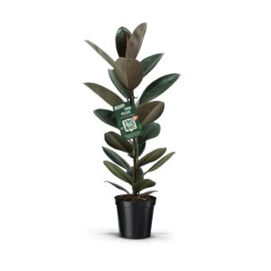 Ficus Elastica Abidjan Ficus Elastica Abidjan
(1 Plants/Order)(21cmP 90cmH)