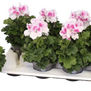 Pelargonium Pelargonium Grandifloru Pelg. Bella Donna Roze-Wit 12cm
(8 Plants/Order)(12cmP 28cmH)