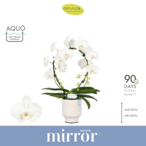 Phalaenopsis white more Ripsen Mirror Miracle Aurora 2 spike in Emilia White Aquo
(4 Plants/Order)(12cmP 50cmH)