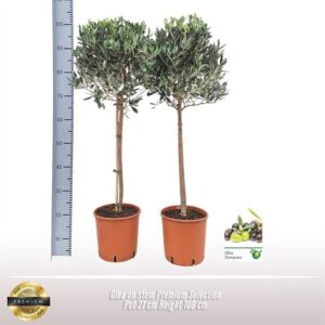 Olea europaea Olijf op stam Premium Selection
(1 Plants/Order)(21cmP 100cmH)