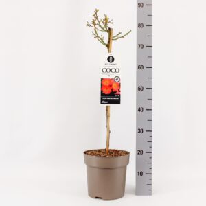 Rosa Rosa (M) Coco ®, stam 50, C6
(1 Plants/Order)(24cmP 70cmH)